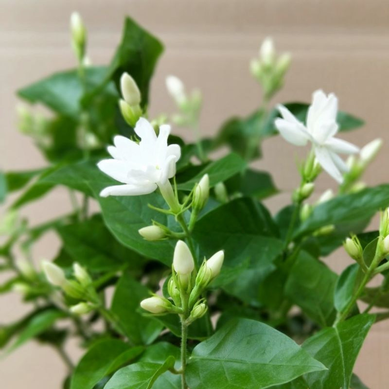 茉莉笔尖单瓣茉莉花盆栽毛茉莉室内植物芳香独杆时令草本花卉