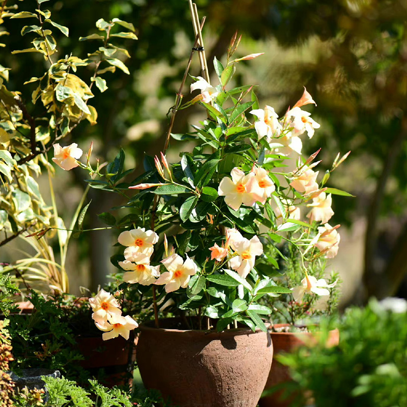 带花苞发货法国香水藤盆栽室内飘香藤茉莉开花爬藤植物四季