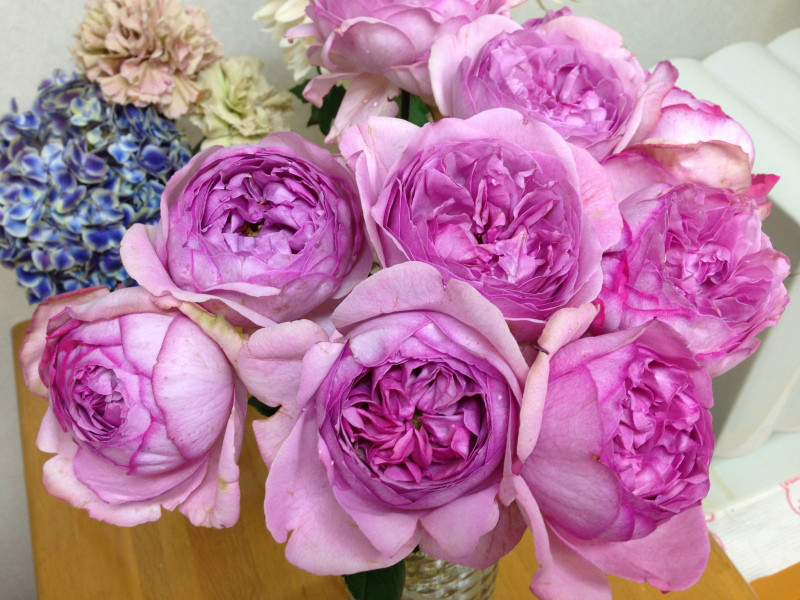 新品伊芙系列月季花苗索菲亚大花浓香玫瑰花盆栽阳台四季开花植物