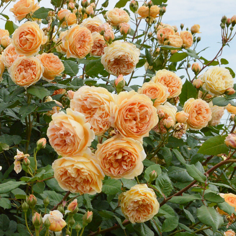 藤本藤本月季月季花王妃大花浓香四季蔷薇花苗观花时令草本花卉