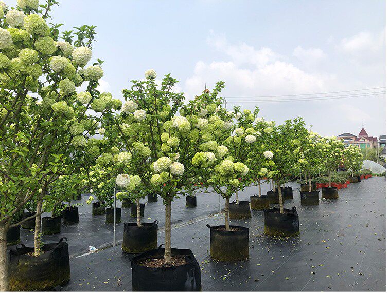 中华华木绣球树苗斗球南北方种植白麻球室外庭院时令草本花卉