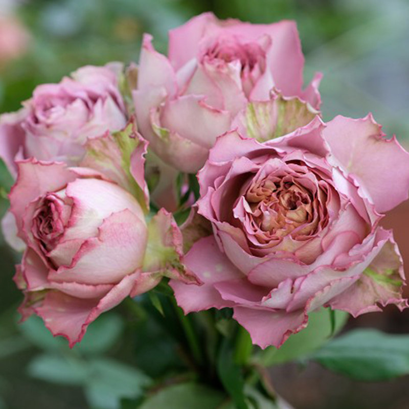 多头群开月季月季花花苗英伦节拍锯齿状花瓣四季花卉