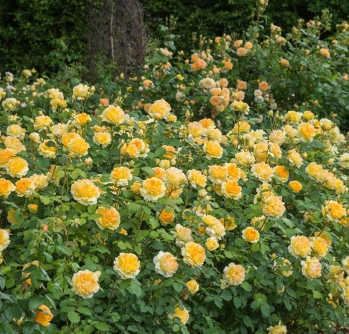 伟博四季开花欧洲灌木月季月季花花苗魔力光辉花卉