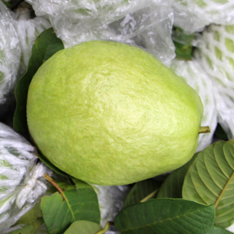 海南白心芭乐当季现摘10斤整箱白心番石榴新鲜孕妇水果包邮特产