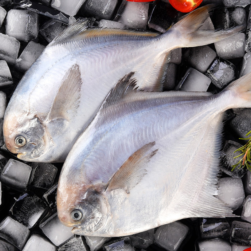 鲳鱼新鲜片鱼3斤扁鱼海鱼镜鱼平鱼捕银白鲳鱼鲳鱼
