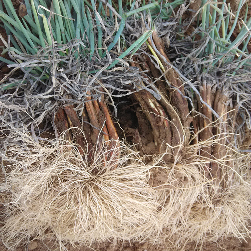 陕西特产红葱陕北农家红皮旱地大葱山地小葱其它