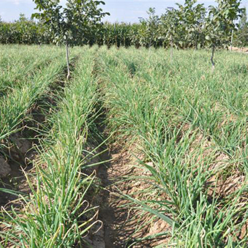 陕西特产红葱陕北农家红皮旱地大葱山地小葱其它