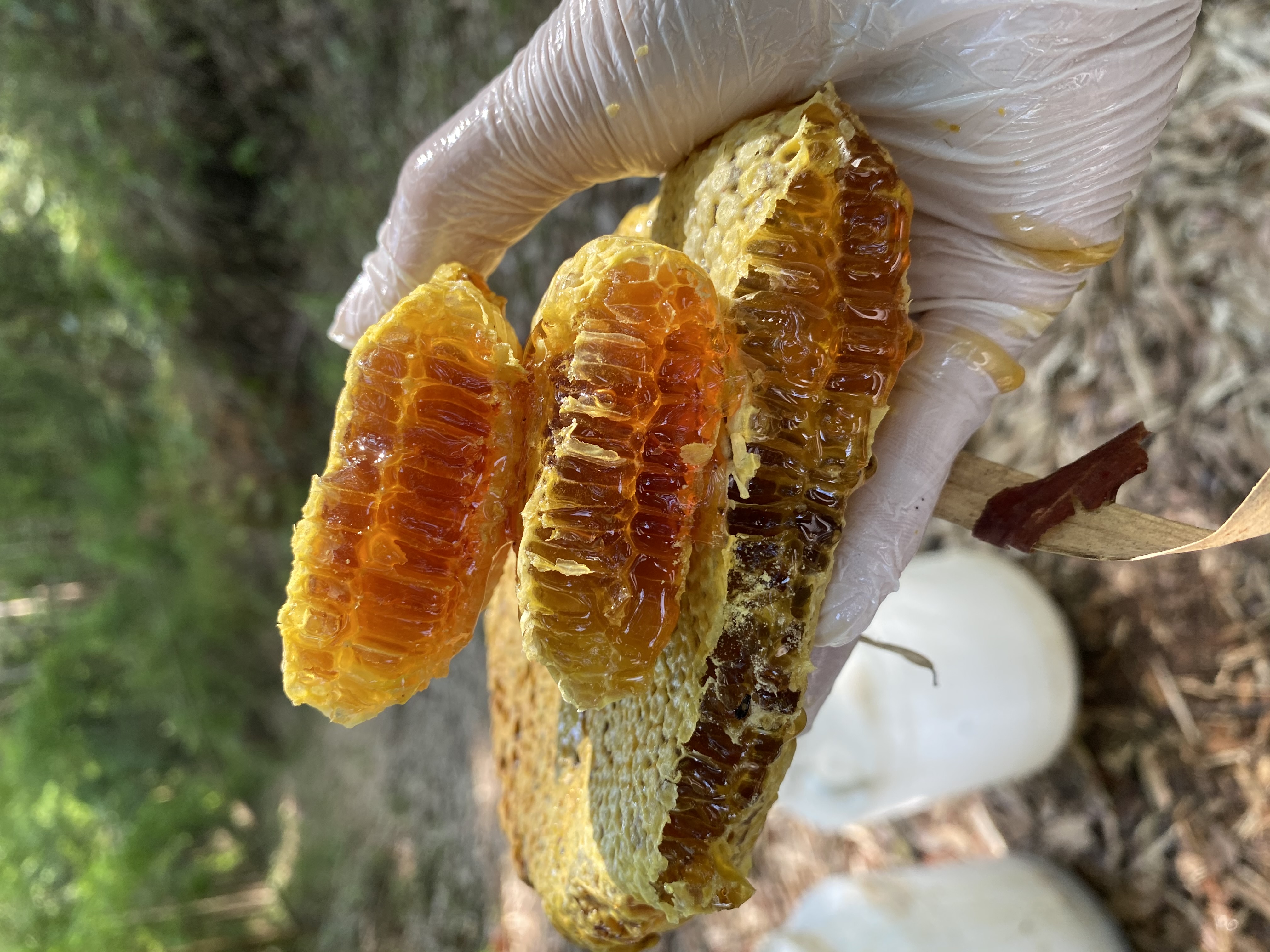 蜂蜜悬崖树洞云南深山原生态高海拔海拔扶贫助农蜂蜜糖