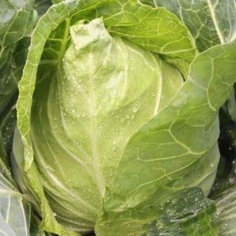新鲜卷心菜牛心菜大头菜现摘现发孕妇儿童绿甘蓝3斤顺丰包邮自产
