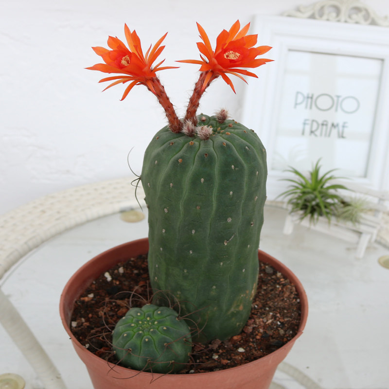 12年仙人掌盆栽图片大全_盆栽仙人掌的作用与功效_仙人掌盆景图片大全