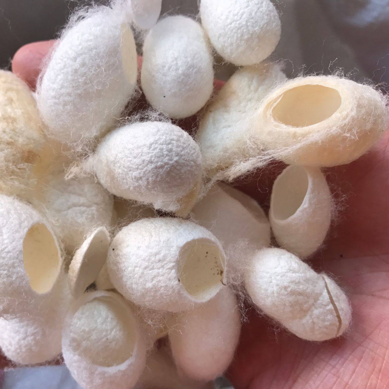 蚕茧中药材蚕衣茧黄精选不带蚕蛹500克包邮其他药食同源食品