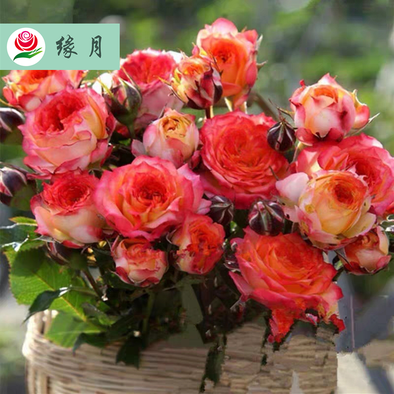 缘月 金色珊瑚心珊瑚宝石尤物浪漫玫瑰面纱 月季花苗花卉盆栽小苗