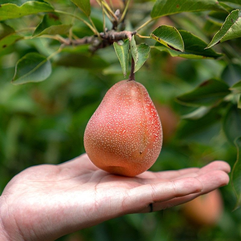 云南西山福禄高原葫芦红梨酸甜多汁5斤火把梨