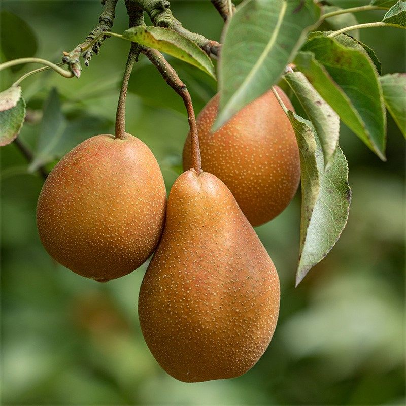 云南西山福禄高原葫芦红梨酸甜多汁5斤火把梨