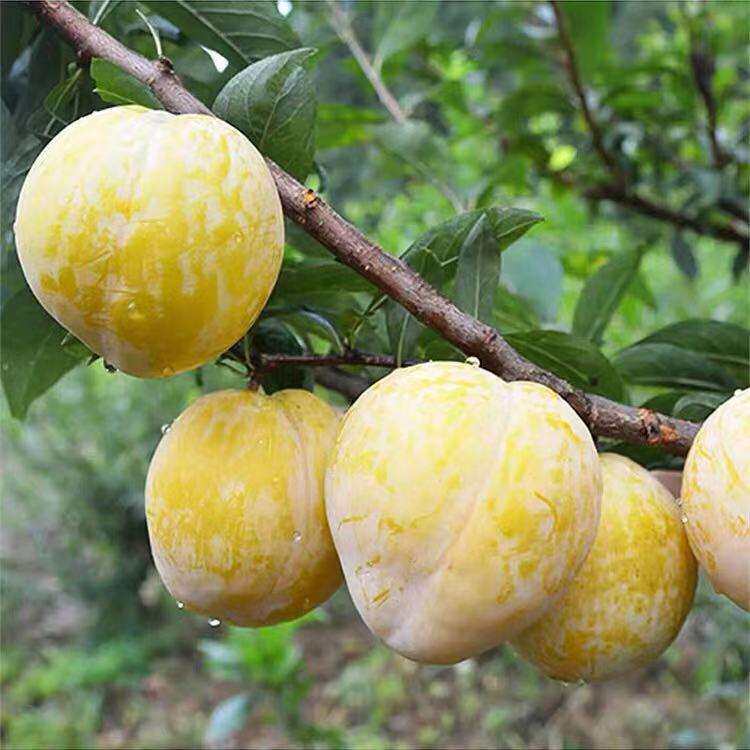 乐昌韶关应季新鲜广东李子黄金恐龙蛋特产5斤李子