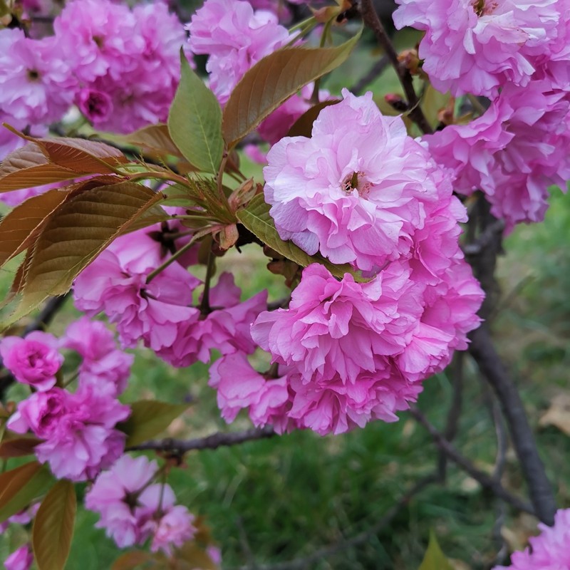 樱花植物盆景樱晚花早本樱日本花卉樱花树木本时令草本花卉