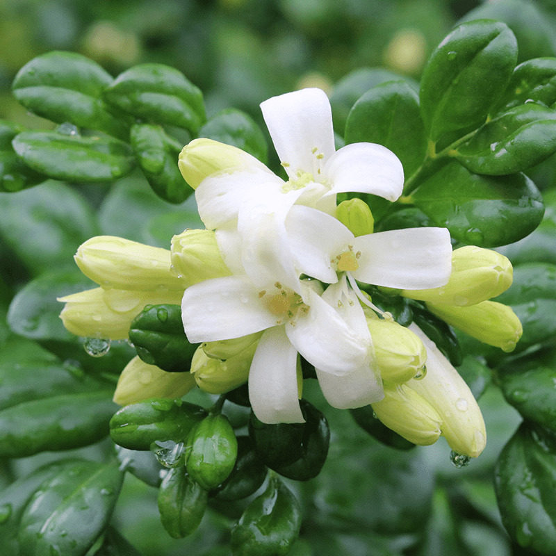 九里香花苗盆栽带花浓香型花卉室内四季浓香植物客厅净化空气盆景