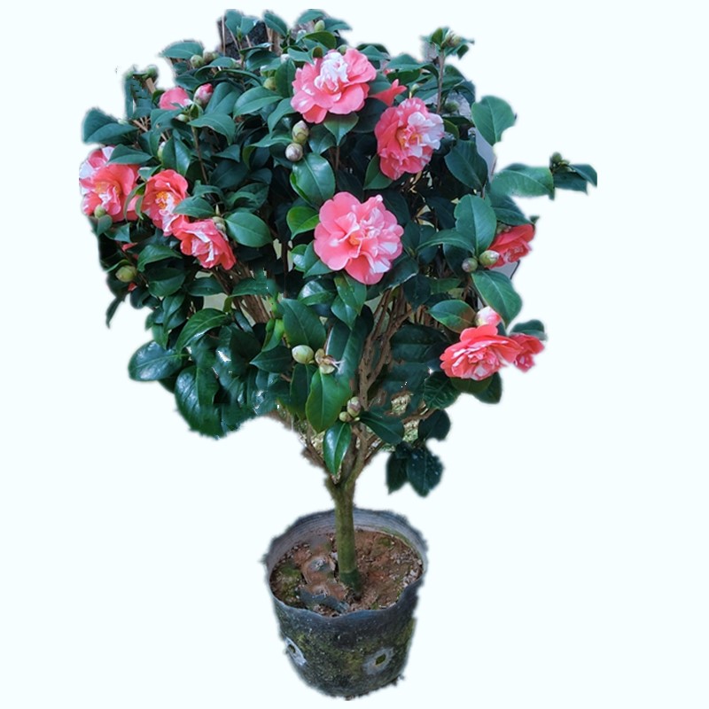 福建花露珍花绣球蝴蝶红露茶花树苗花卉