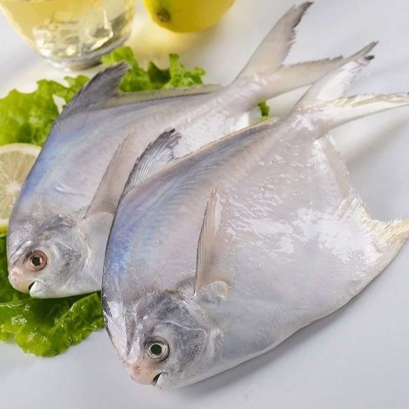 鲳鱼新鲜大海海鱼冷冻整箱年货养殖白鱼水产鲳鱼