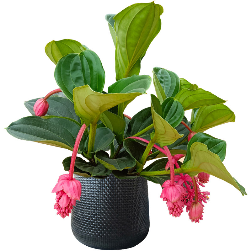 进口宝莲灯花盆盆栽大棵花苞室内客厅阳台花卉时令草本花卉