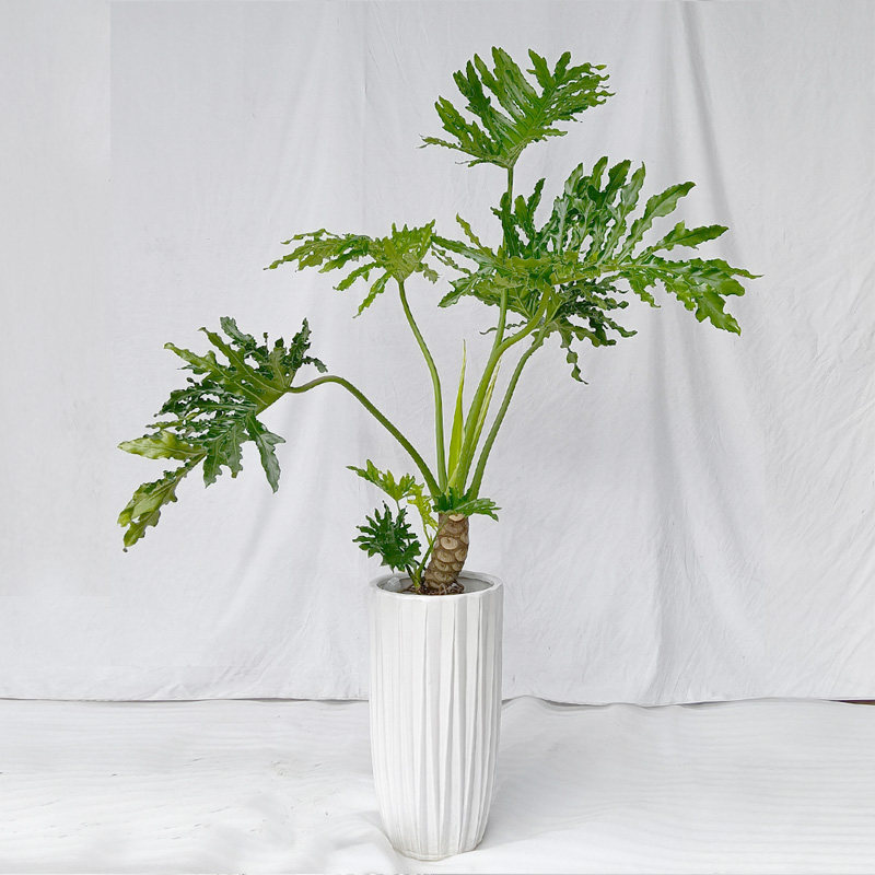 春羽大盆盆栽植物春雨龙鳞老桩春芋室内大叶大型绿植