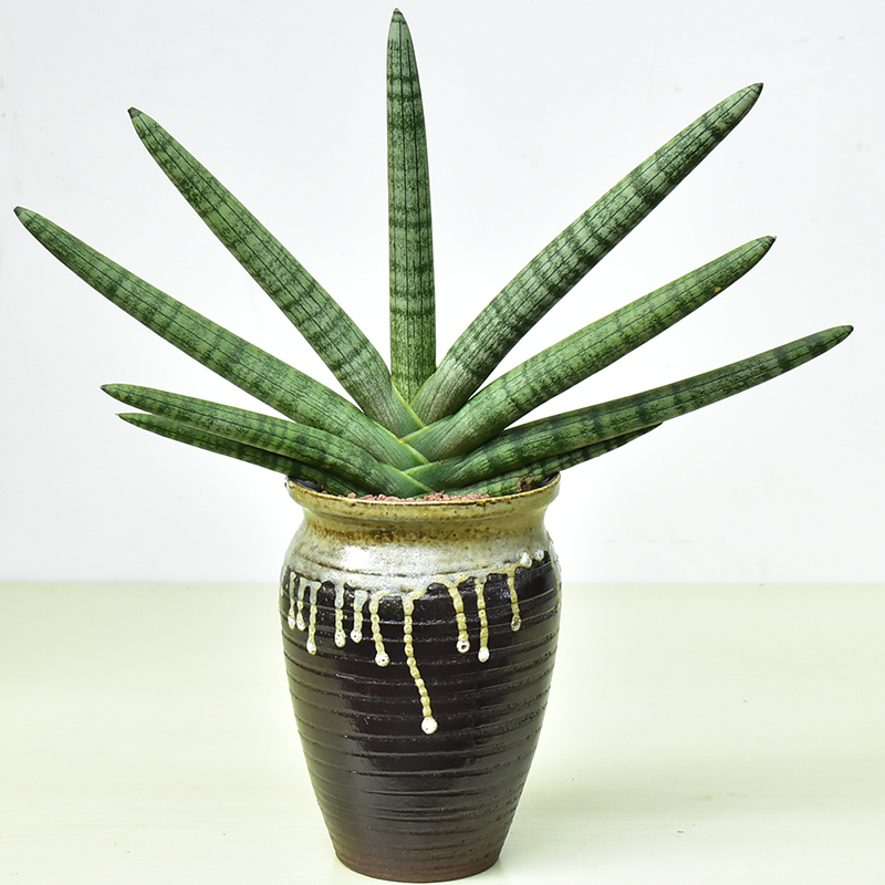 佛手兰棒叶虎皮植物稀有品种圆叶虎尾兰北欧风绿植