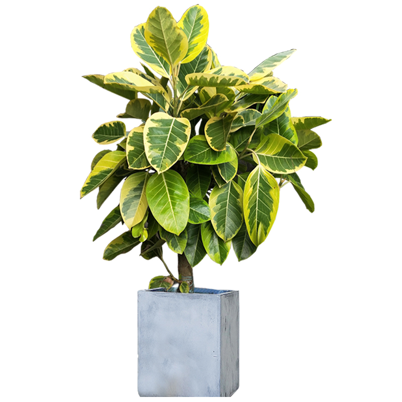 黄金富贵榕花叶橡皮盆栽客厅阳台绿植北欧ins大型绿植