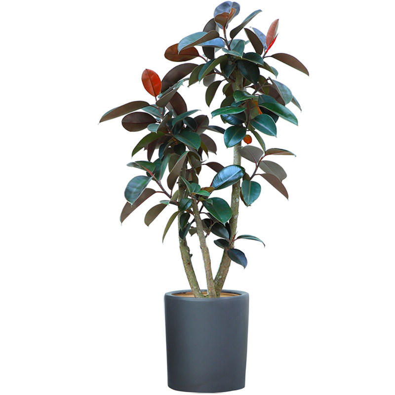 橡皮黑金刚大叶盆栽绿植办公办公室室内客厅净化空气大型绿植