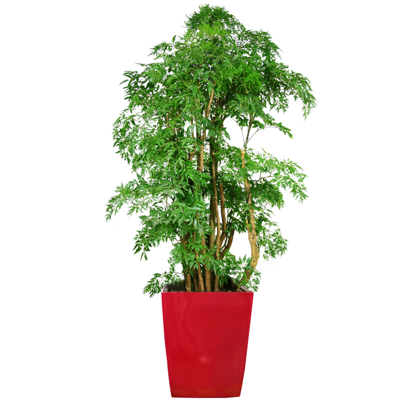 羽叶福禄桐细叶盆栽室内客厅甲醛净化空气大型绿植大型绿植