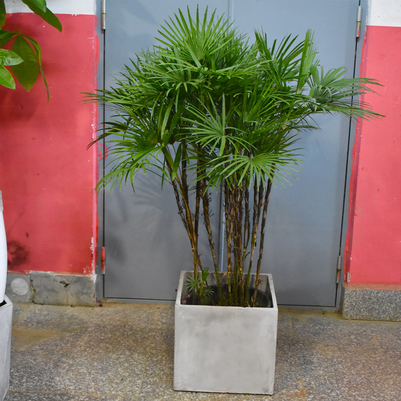 棕竹细叶金山植物室内大型盆栽耐荫好养庭院大型绿植