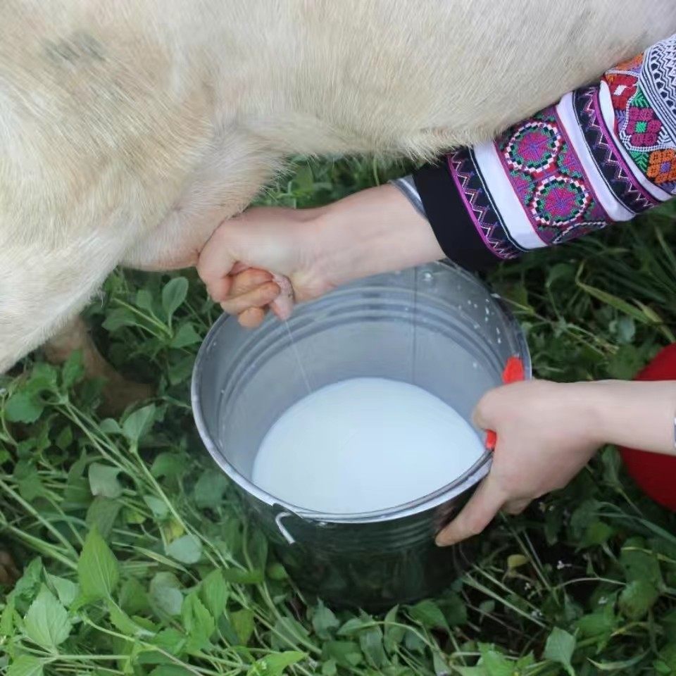 羊乳云南乳饼石林黑山黑山羊饼鲜羊奶奶酪尖山再制奶酪