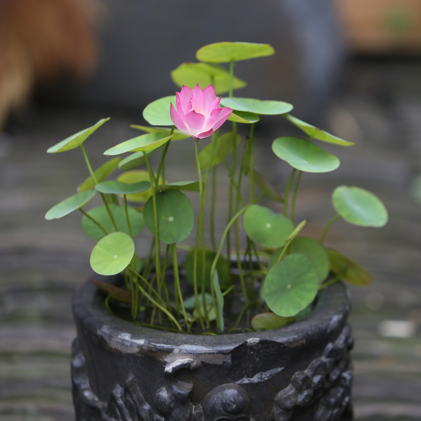 微莲微型顺丰荷花小荷阳台藕苗碗莲种永慧姜时令草本花卉
