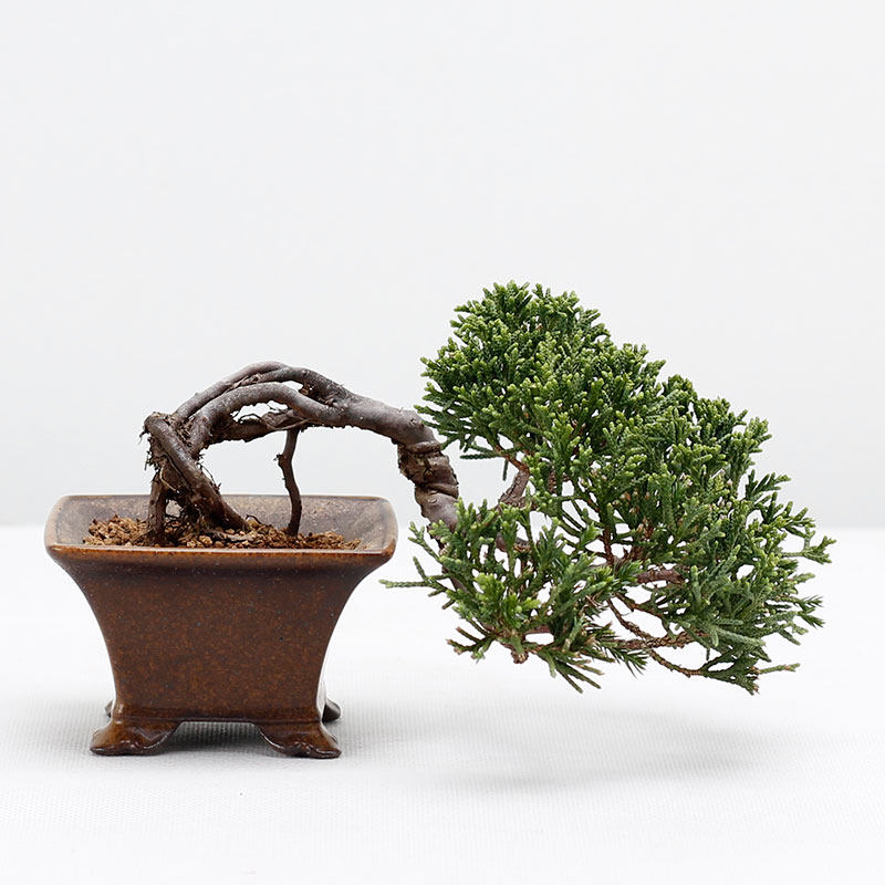 济州真柏微型小品盆景盆栽松柏素材毛坯基地出品绿植摆件一物一拍