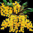 Fuxinggaozhao Horticultural Plants With Roots Home Dendrobium Dendrobium Seedlings Potted Flowers And Plants Hydroponic Plants Fuxinggaozhao Horticultural Plants With Roots Home Dendrobium Dendrobium Seedlings Potted Flowers And Plants Hydroponic Plants