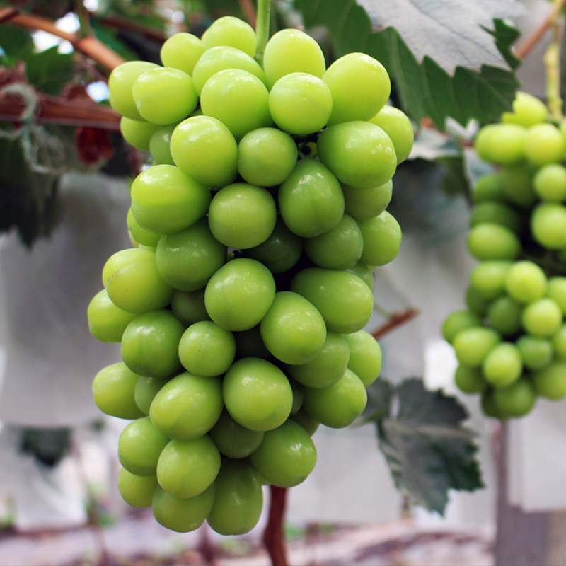 无籽青提云南当季的新鲜提子阳光玫瑰夏荫葡萄无核提香印晴王孕妇