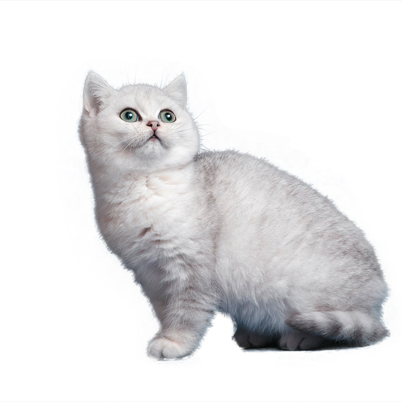 幼猫宠爱天下英短银渐层活体纯种英国短毛猫渐层猫咪