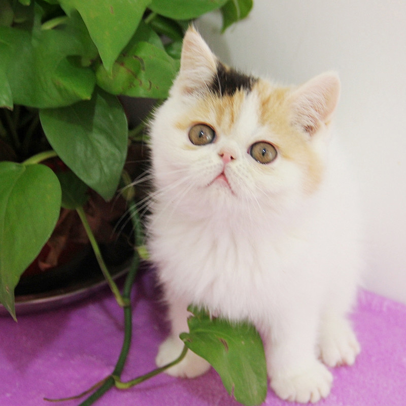 宠爱天下 加菲猫 纯种活体宠物猫 长毛短毛幼猫 带护照送保险