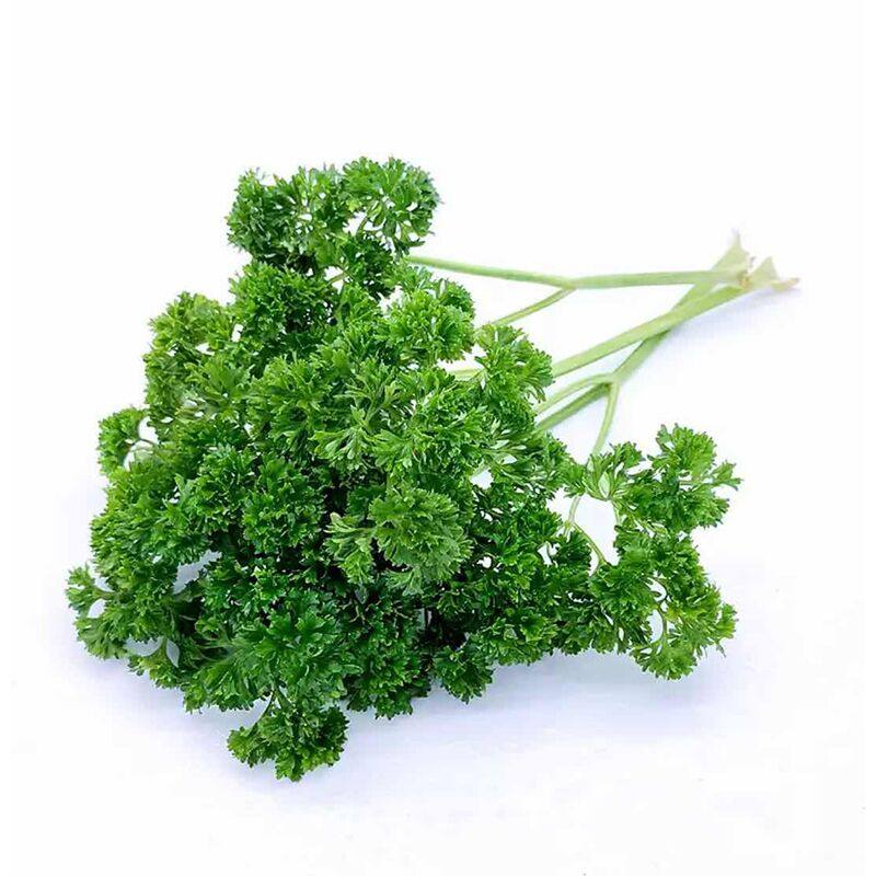 荷兰新鲜香芹兰欧西洋芹番500g西餐厅蛋糕摆盘其它