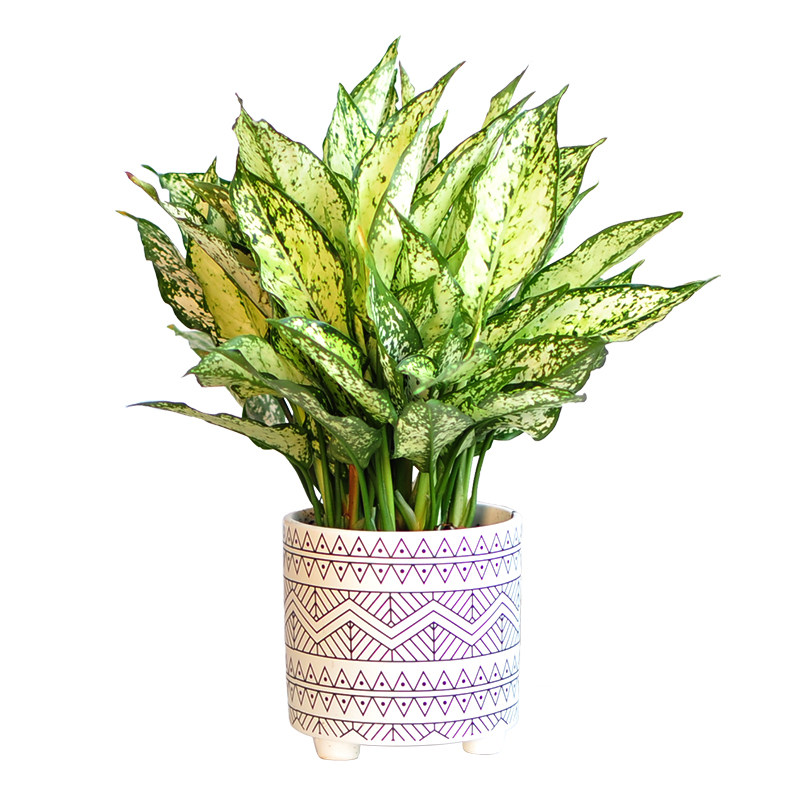 翡翠斑纹绿植养活易养活防辐射花卉皇后叶花卉办公室观绿植