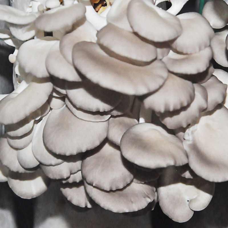 凤尾菇种植菌种蘑菇菌包菌棒盆栽食用菌家庭蘑菇种植包
