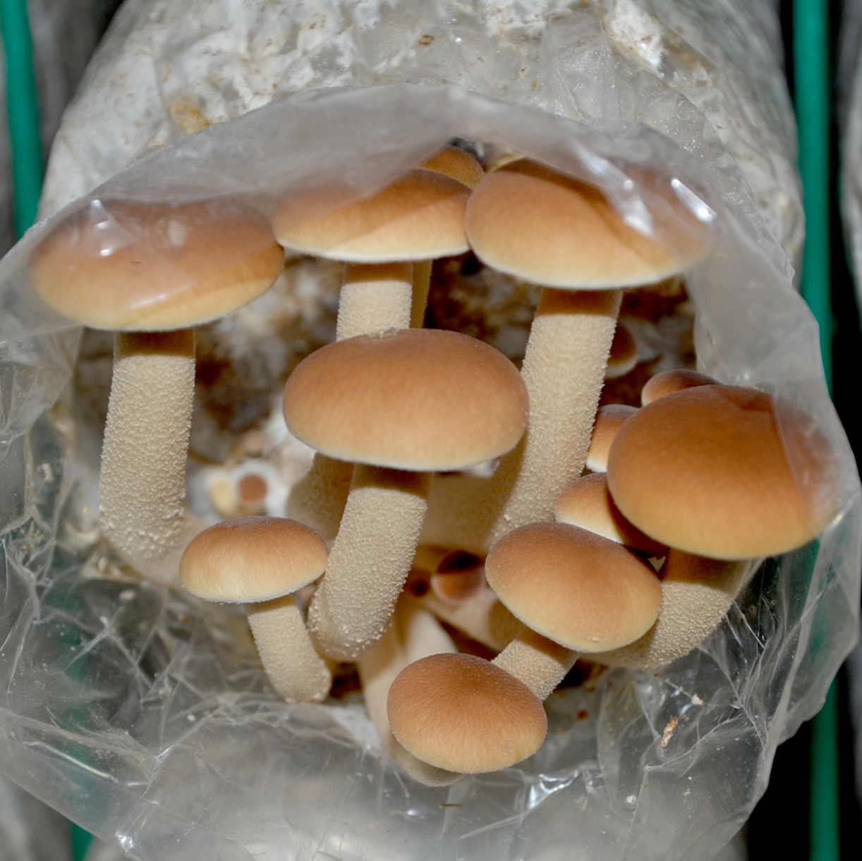 菇婆婆 茶树菇食用菌种蘑菇菌包蘑菇菌棒家庭阳台蘑菇种植菌包