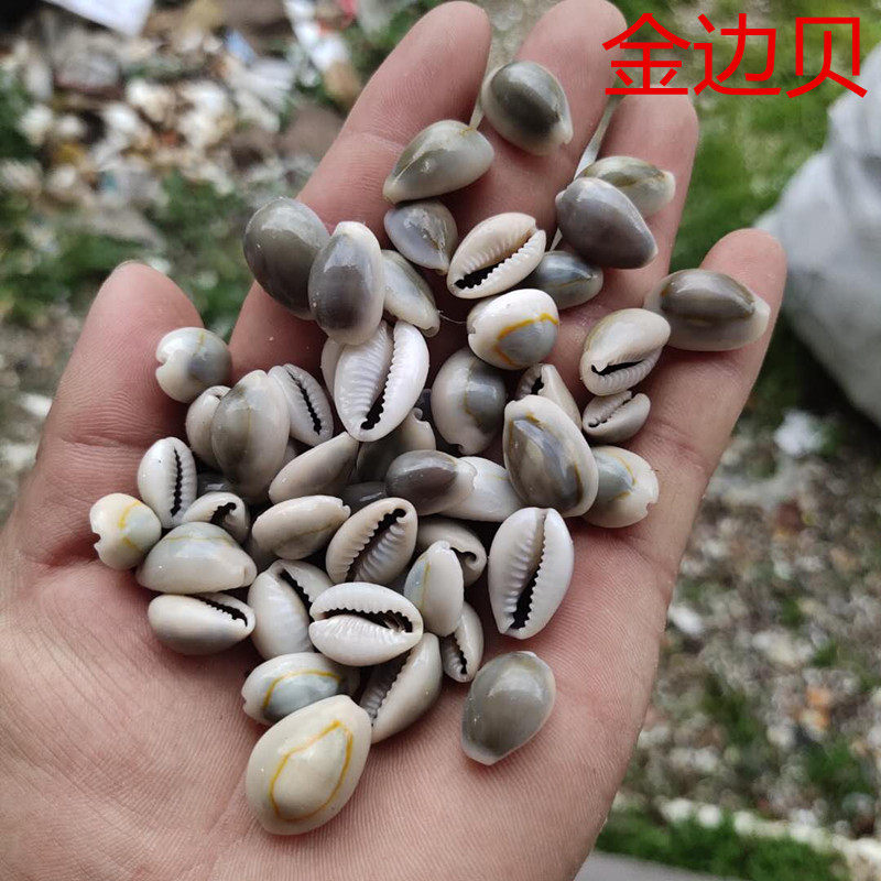 金边天然海螺贝壳切片螺切顶衣服配件diy材料海螺