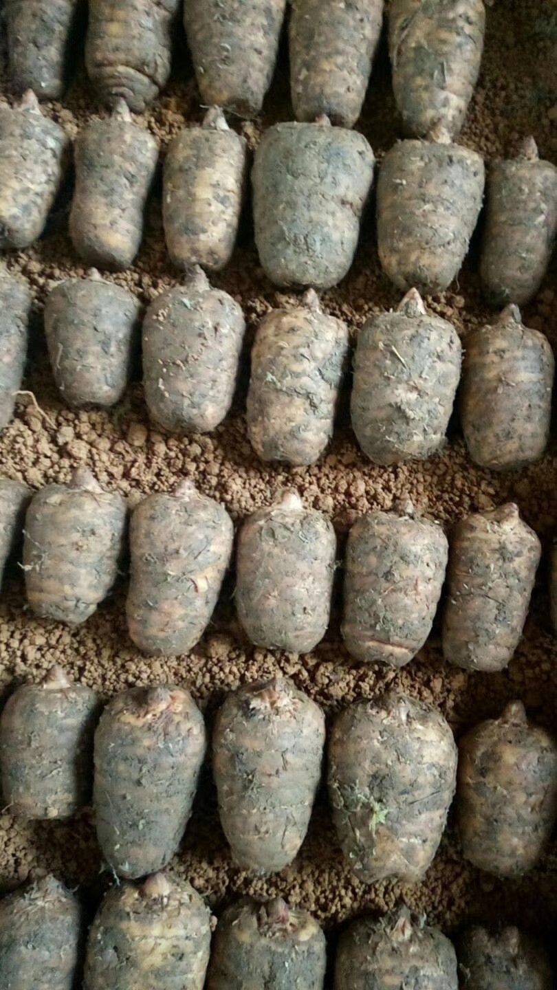 昭通小草坝野生乌天麻授粉种室内观赏盆栽种子来年出苗送老人佳品