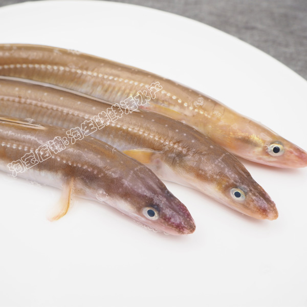 捕海鳗鱼星鳗新鲜海鱼鲜鱼速冻海鲜生鲜刺少鳗鱼