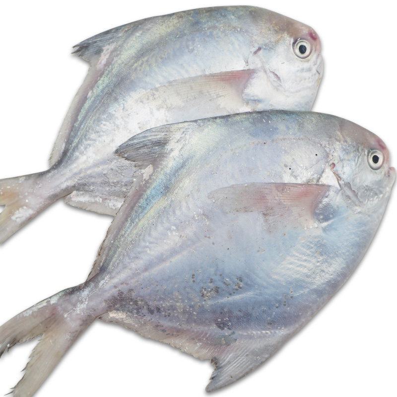 鲳鱼捕白新鲜速冻平鱼海鱼刺少无海鲜水产顺丰鲳鱼