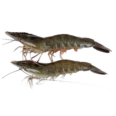 青岛大虾野生黑虎虾新鲜大草虾包邮鲜活海鲜冷冻水产九节虾斑节虾