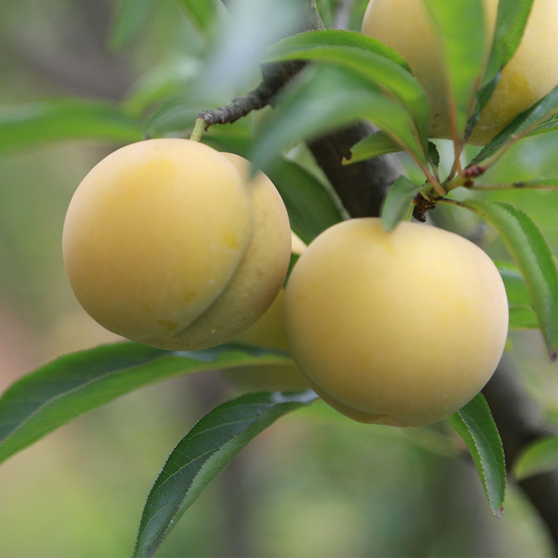 六马蜂糖李水果贵州新鲜脆甜脱骨李子孕妇果镇宁蜂蜜李子5斤包邮