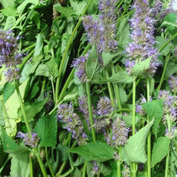 东北长白山干芭藿香香草铁锅炖鱼500克包邮其他药食同源食品