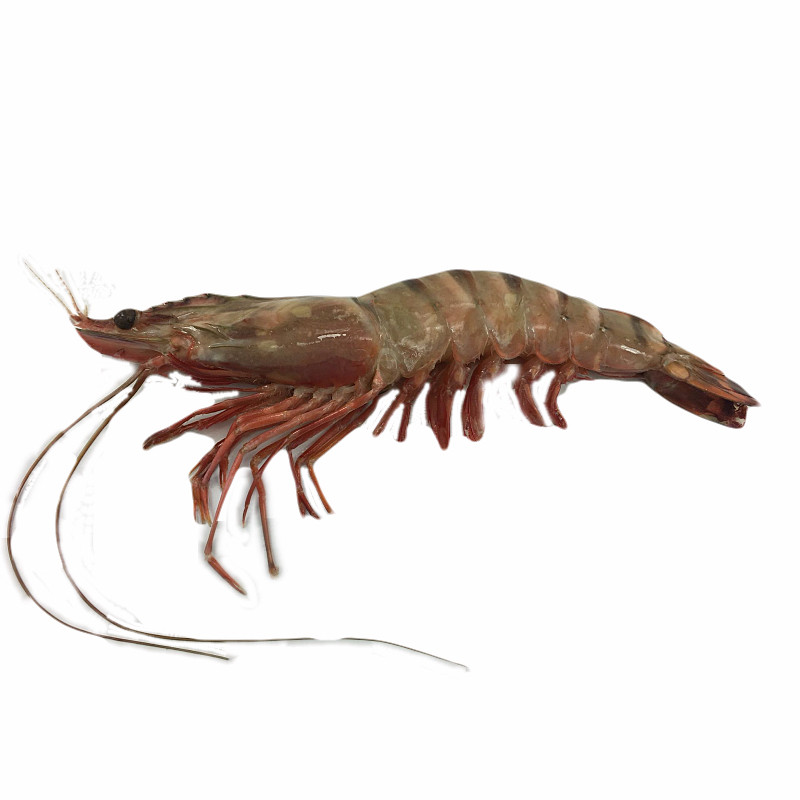 虎斑虾鲜活冷冻老虎虾超大斑节虾九节虾海鲜大虾虎虾4只500g