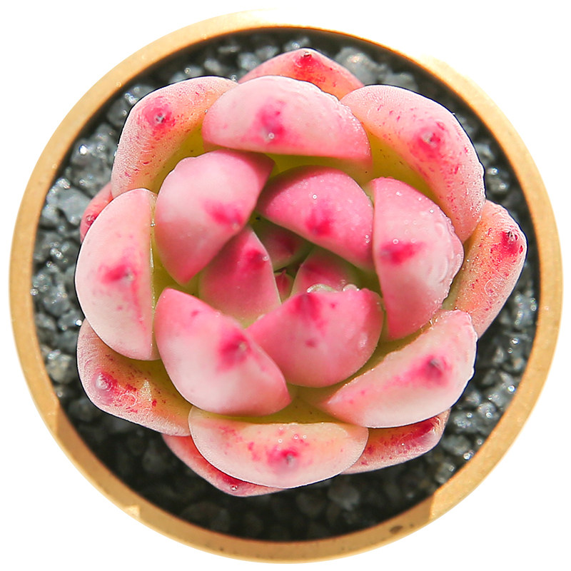 新品布鲁斯二世纯种多肉植物稀有品种黄皮系列多肉植物